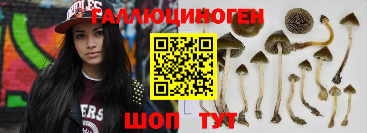 Псилоцибиновые грибы Psilocybe Алатырь